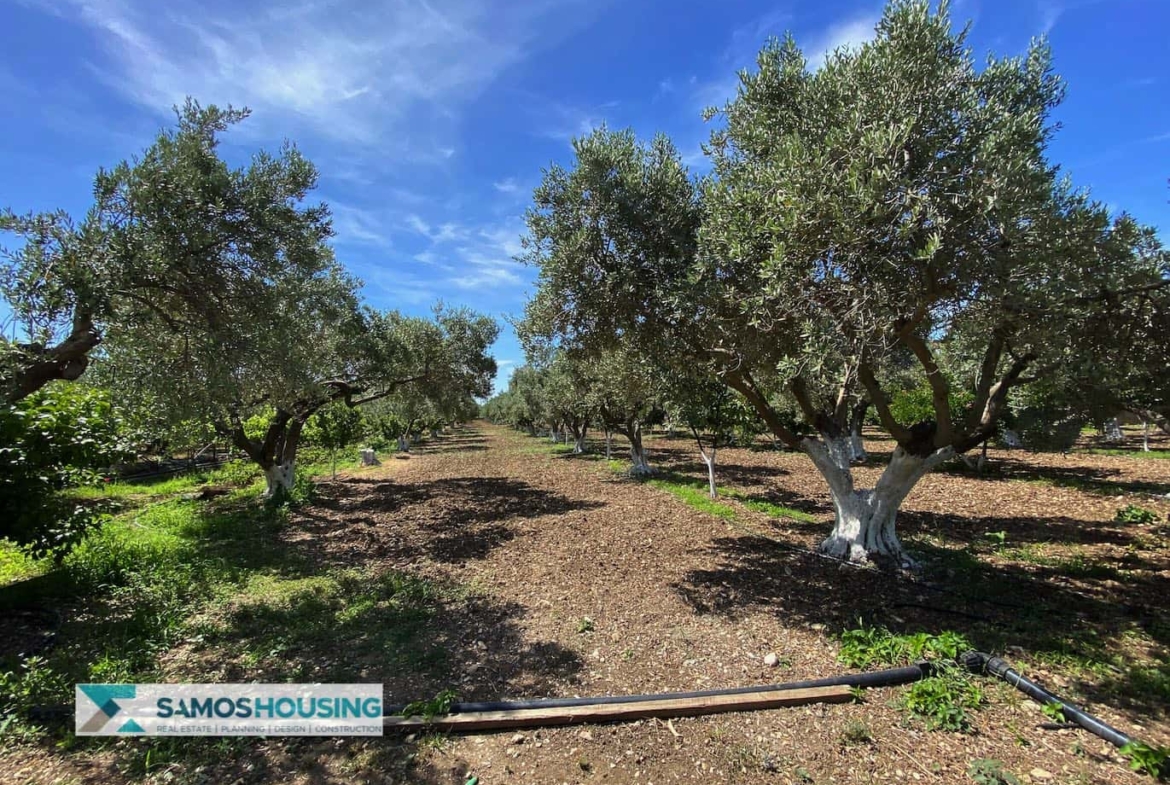 SH297 Property Potokaki Samos