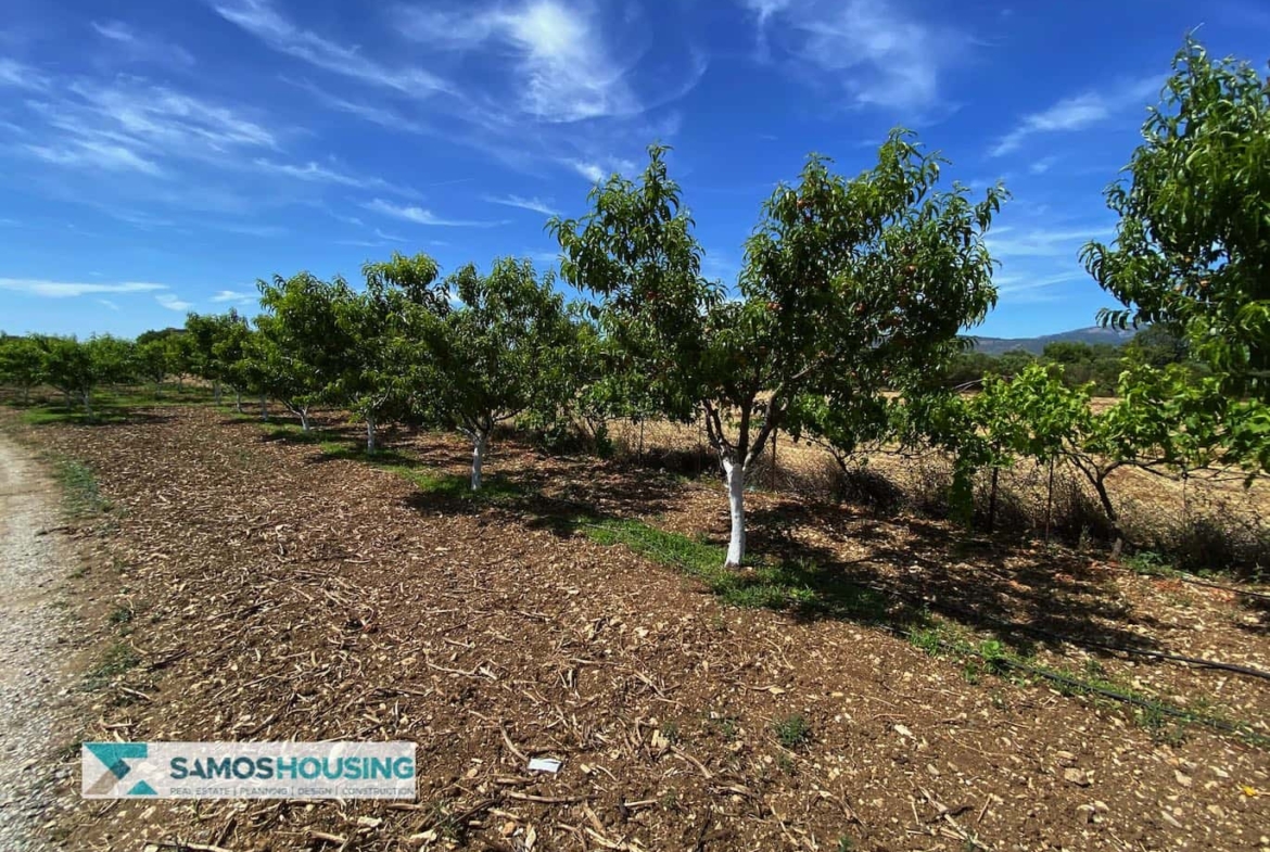 SH297 Property Potokaki Samos