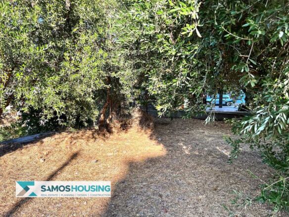 Σκιερό έδαφος κάτω από ελιές μέσα σε οικόπεδο στο Ηραίο Σάμου