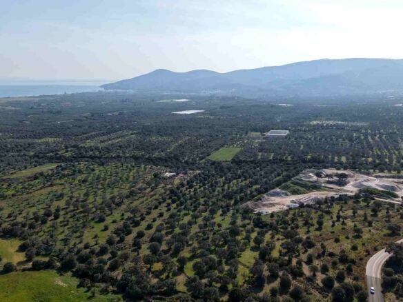 Ελαιώνες που απλώνονται ως τα βουνά γύρω από αγροτεμάχιο κοντά στη Χώρα Σάμου