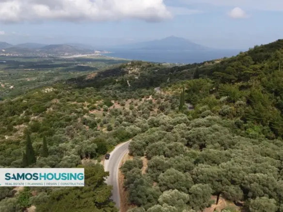 Paved road winding past an olive grove near Pagondas, Samos