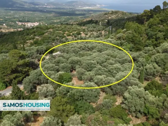 Olive grove plot marked from a second angle near Pagondas, Samos