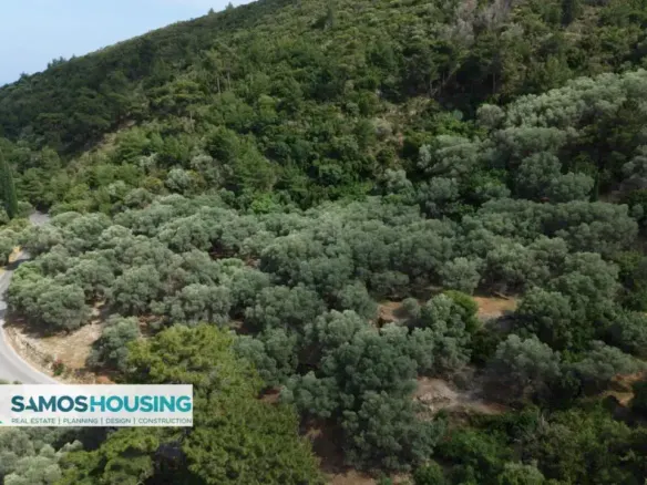 Mature olive trees covering a plot of land near Pagondas, Samos