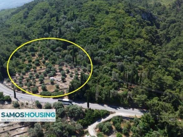 Σημειωμένος ελαιώνας σε δασωμένη πλαγιά στον Κέδρο Σάμου