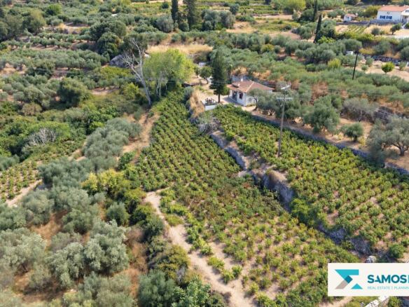 Cultivated land viewed from the drone