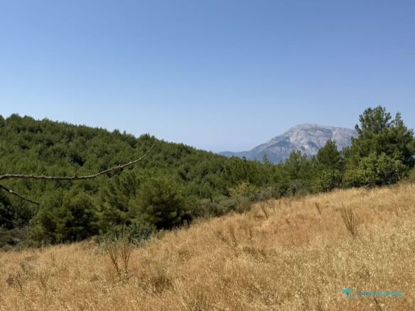 Pine forest and Kerkis summit viewed from the plot, Pyrgos Samos