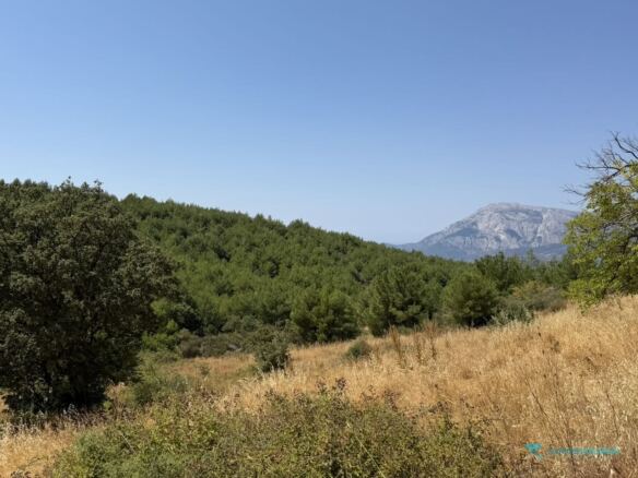 Distant Kerkis view past pine tree from plot in Pyrgos, Samos