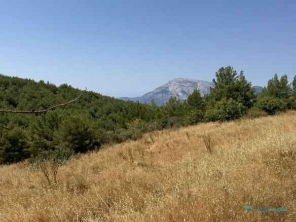 Upper part of the plot looking west to Kerkis, Pyrgos Samos