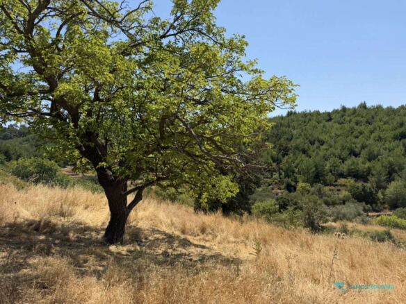 Lone tree on the open plot between Pyrgos and Spatharaioi, Samos