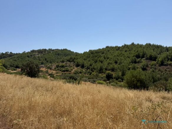 Green pine-covered hills around the rural plot in Pyrgos, Samos