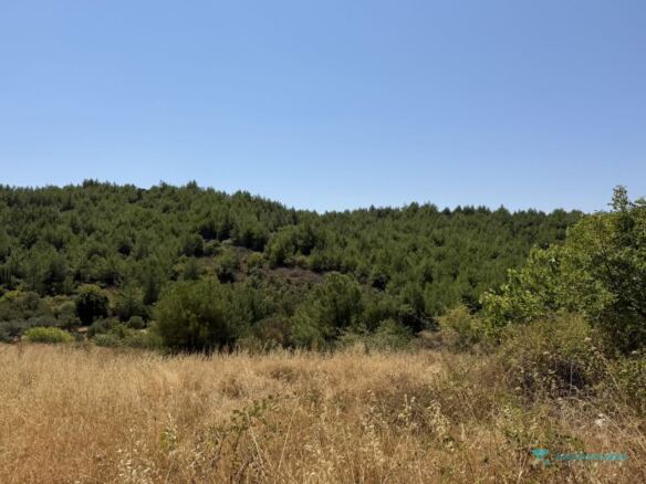 Grassland and forest surroundings of the buildable land near Pyrgos, Samos