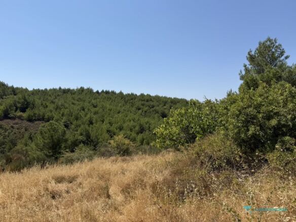 Pine trees along the edge of the plot, Pyrgos area Samos
