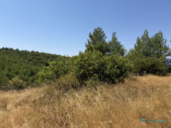 Grass field on the plot framed by pines, Pyrgos Samos