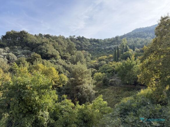 Green forested canyon below the house, north Samos
