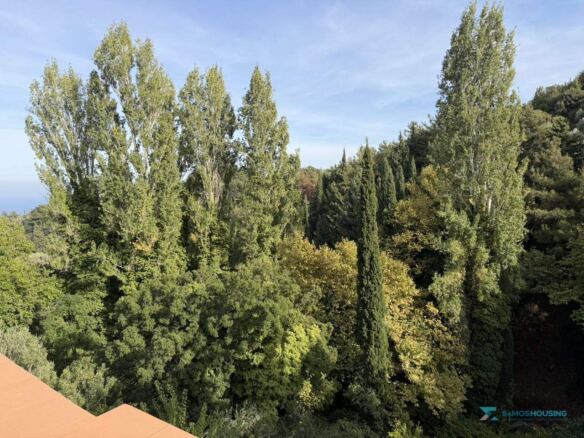 Tall poplars and cypress trees in the canyon, Stavrinides