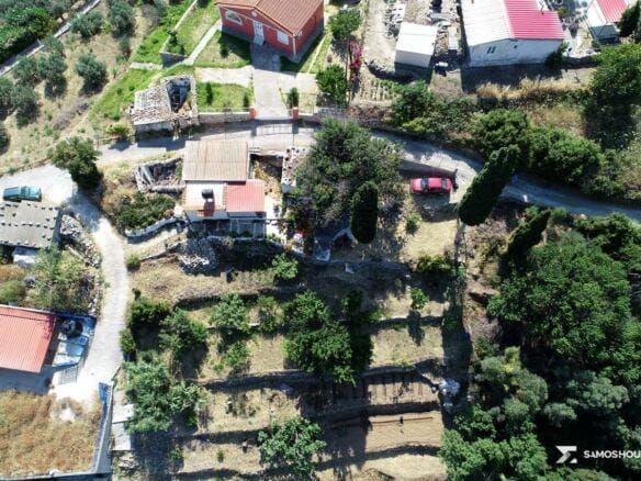 Terraced plot with olive trees and cypresses seen from above